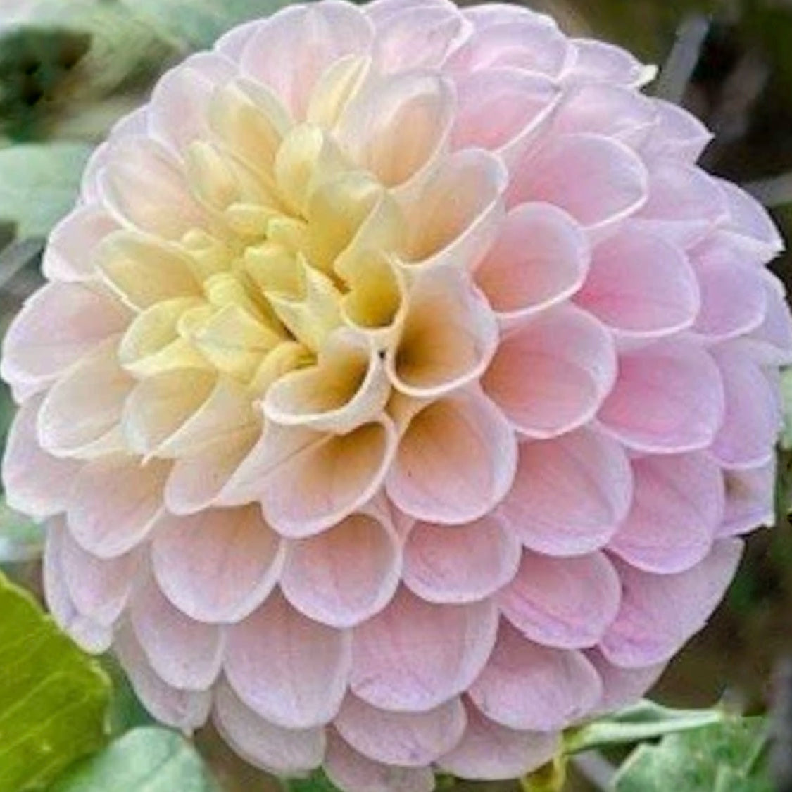 20th Ave Memory Dahlia Tuber
