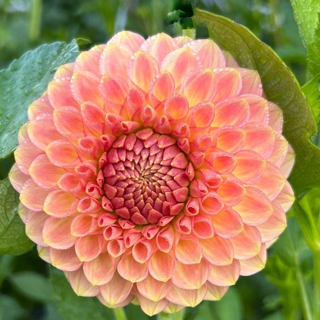 20th Ave Softer Peach Dahlia Tuber