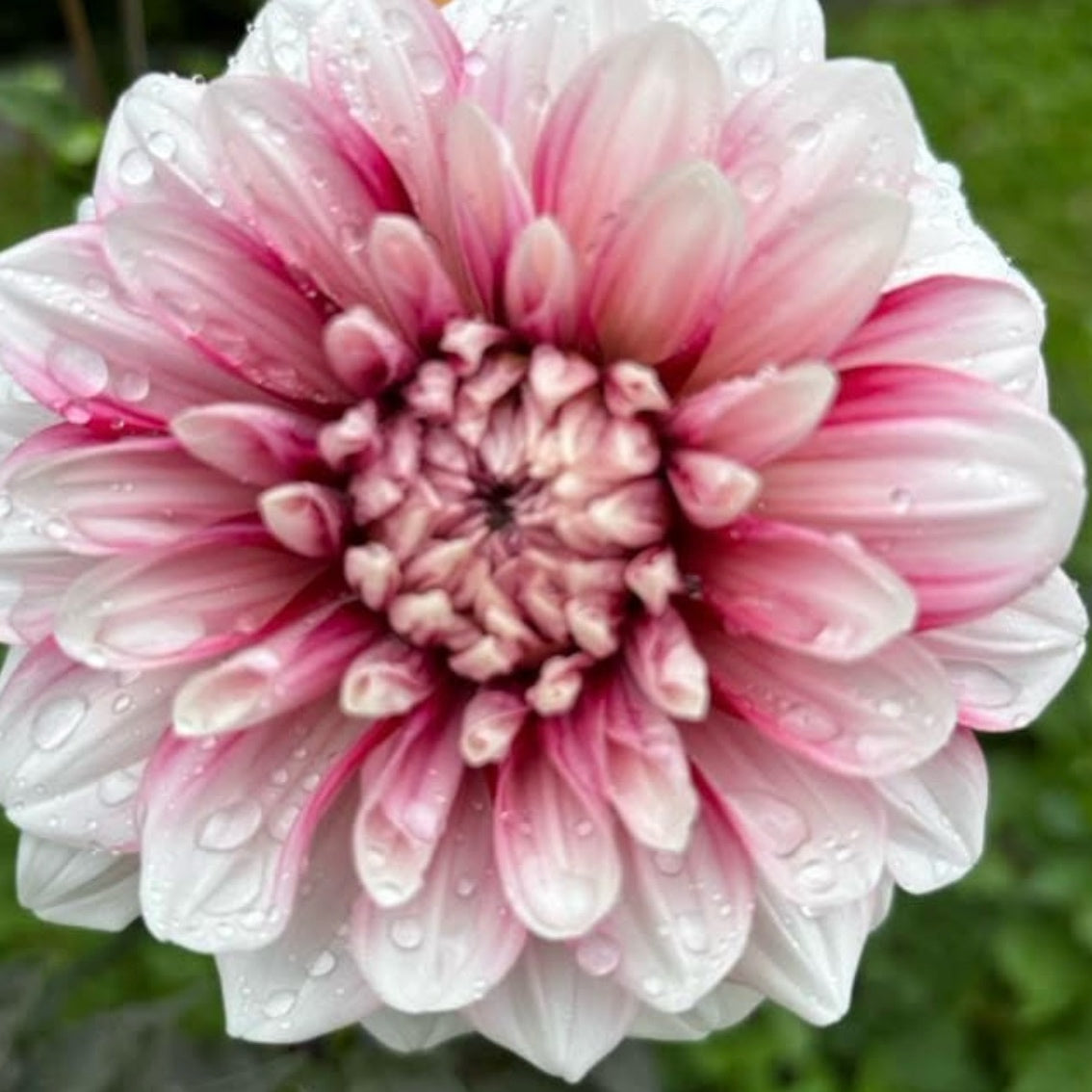AC Highway 61 Dahlia Tuber