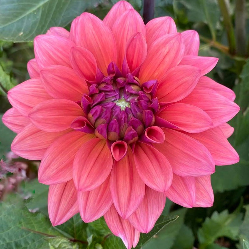 American Dawn Dahlia Tuber