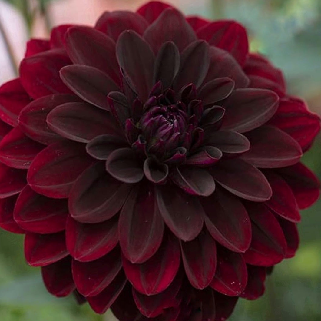 Arabian Night Dahlia Tuber