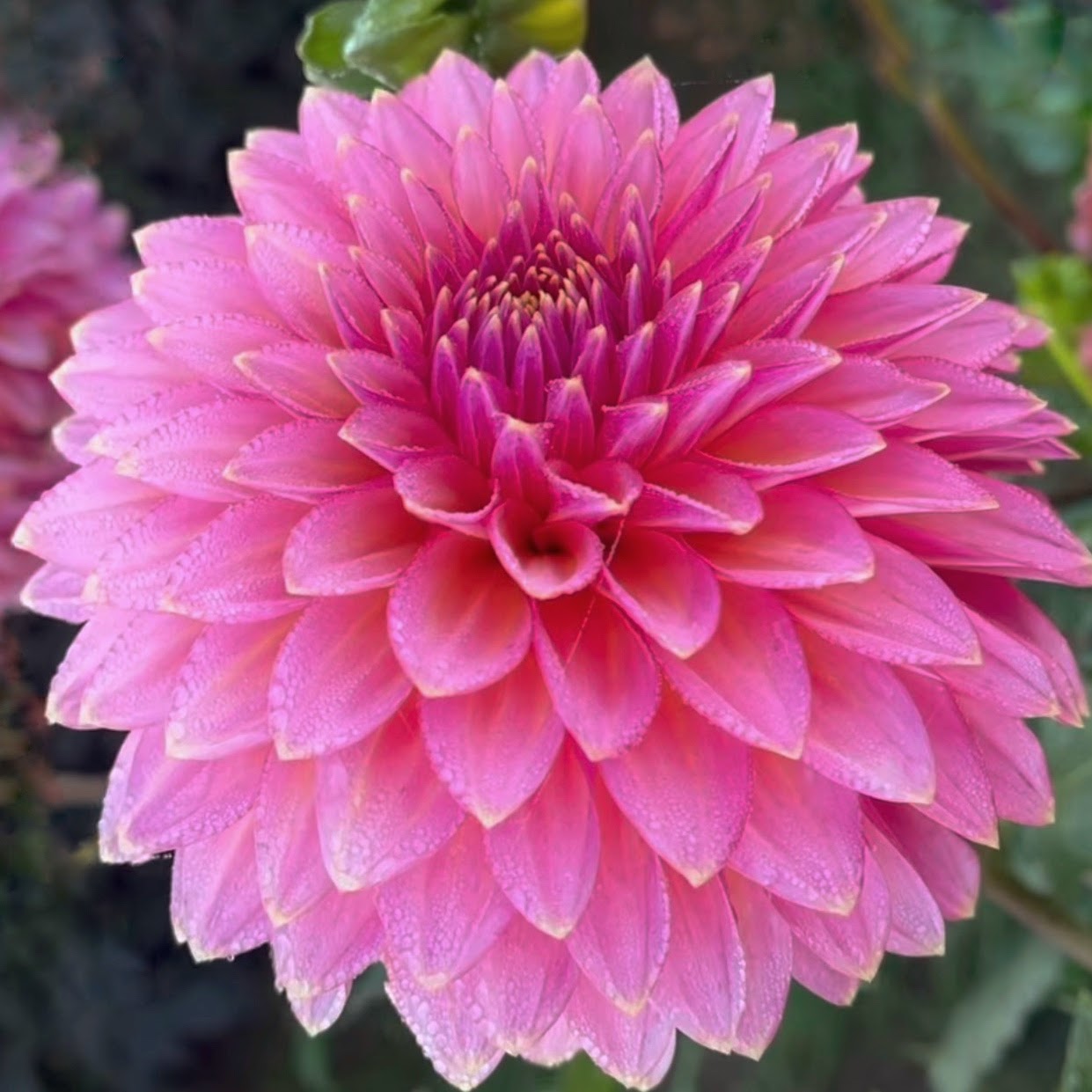 Bloomquist Mojo Dahlia Tuber