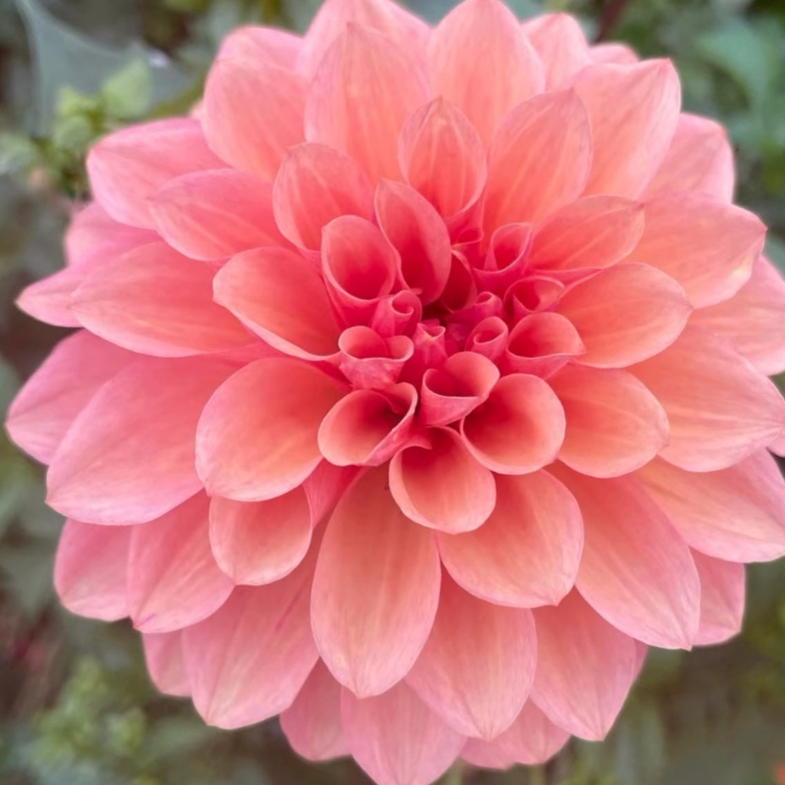 Bloomquist Philly Dahlia Tuber