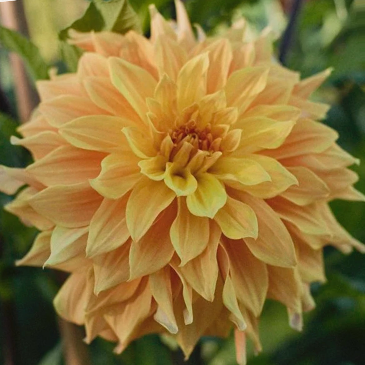 Helena Rutherfurd Ely Dahlia Tuber