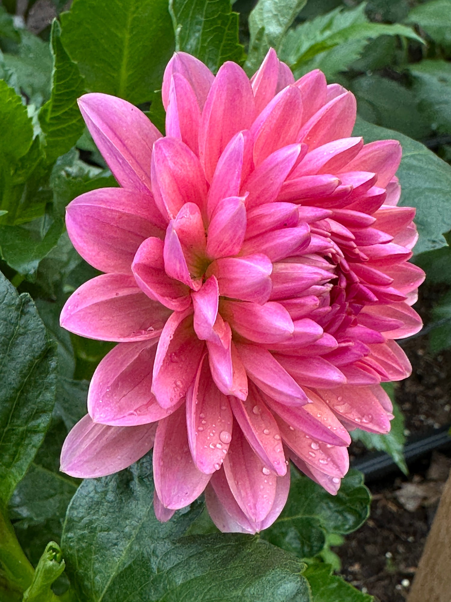 All Dahlia Tubers