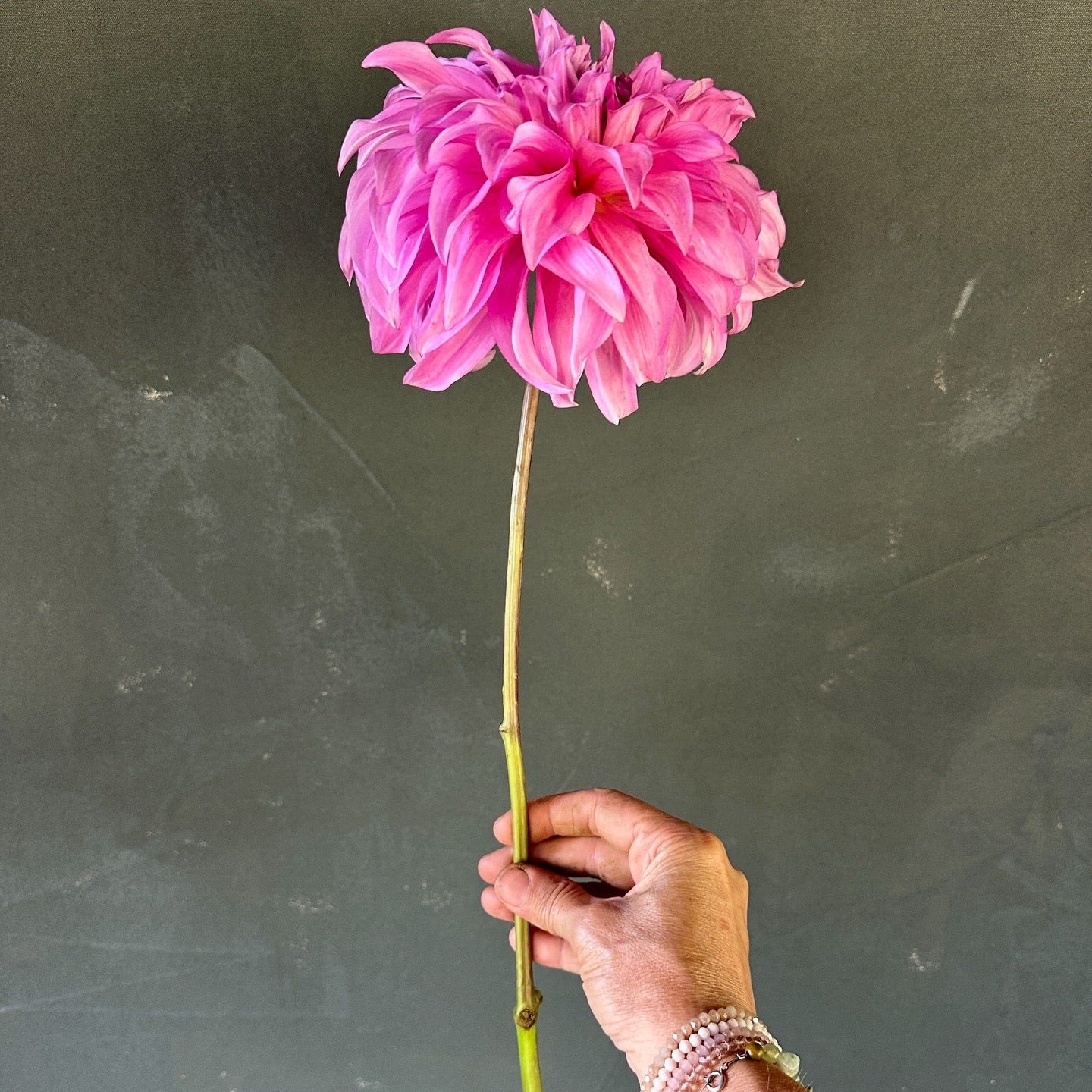 Vassio Meggos Dahlia Tuber