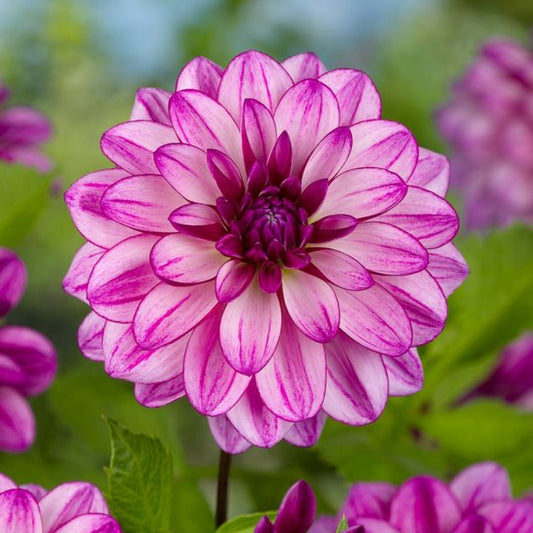 Seduction Dahlia Tuber