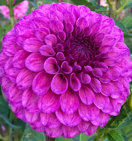 Robann Royal Dahlia Tuber
