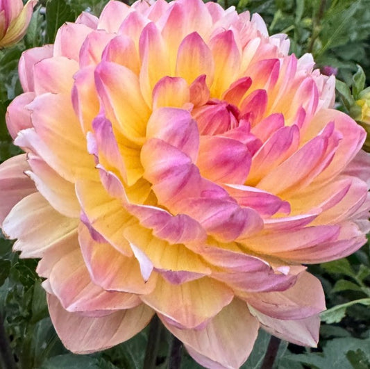 Sandia Bliss Dahlia Tuber