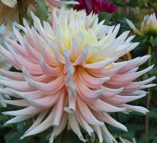 Hollyhill Moonsong Dahlia Tuber