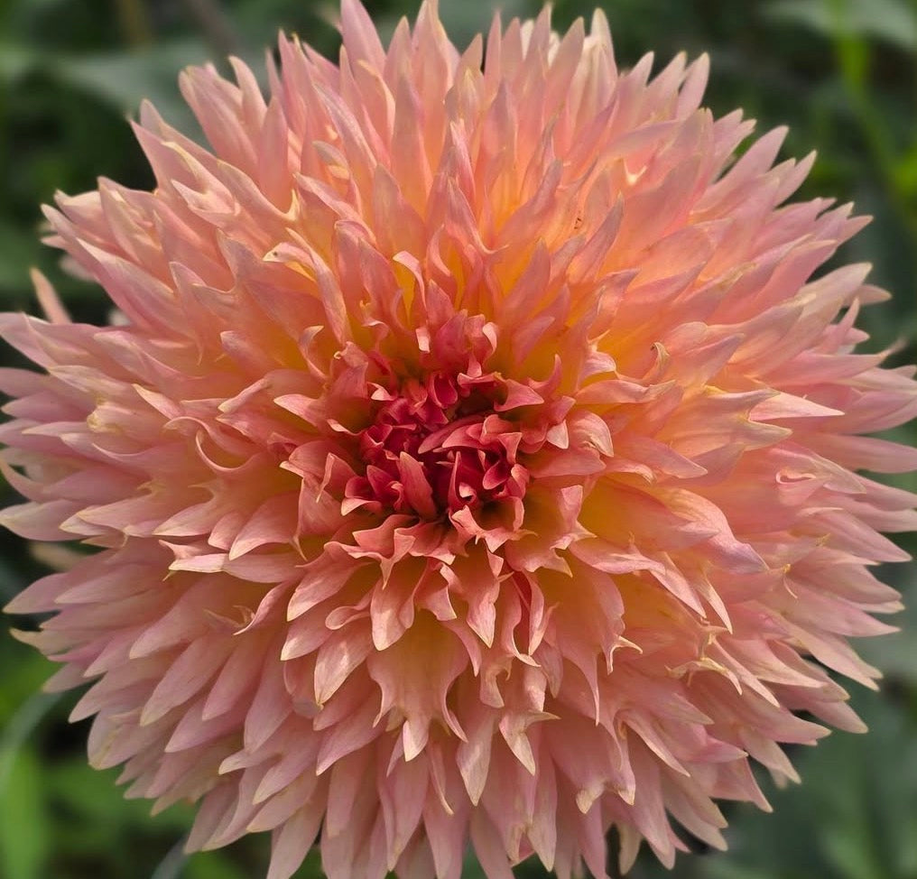 Lakeview Peachfuzz Dahlia Tuber