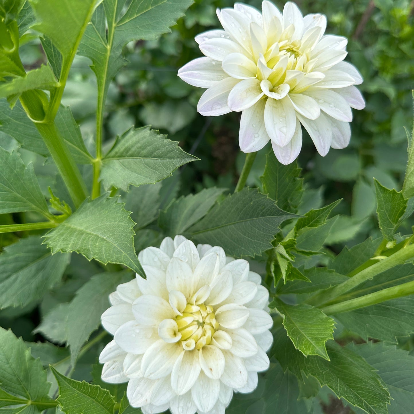 River's Angel Dahlia Tuber
