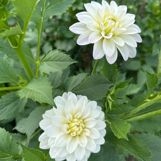 River's Angel Dahlia Tuber