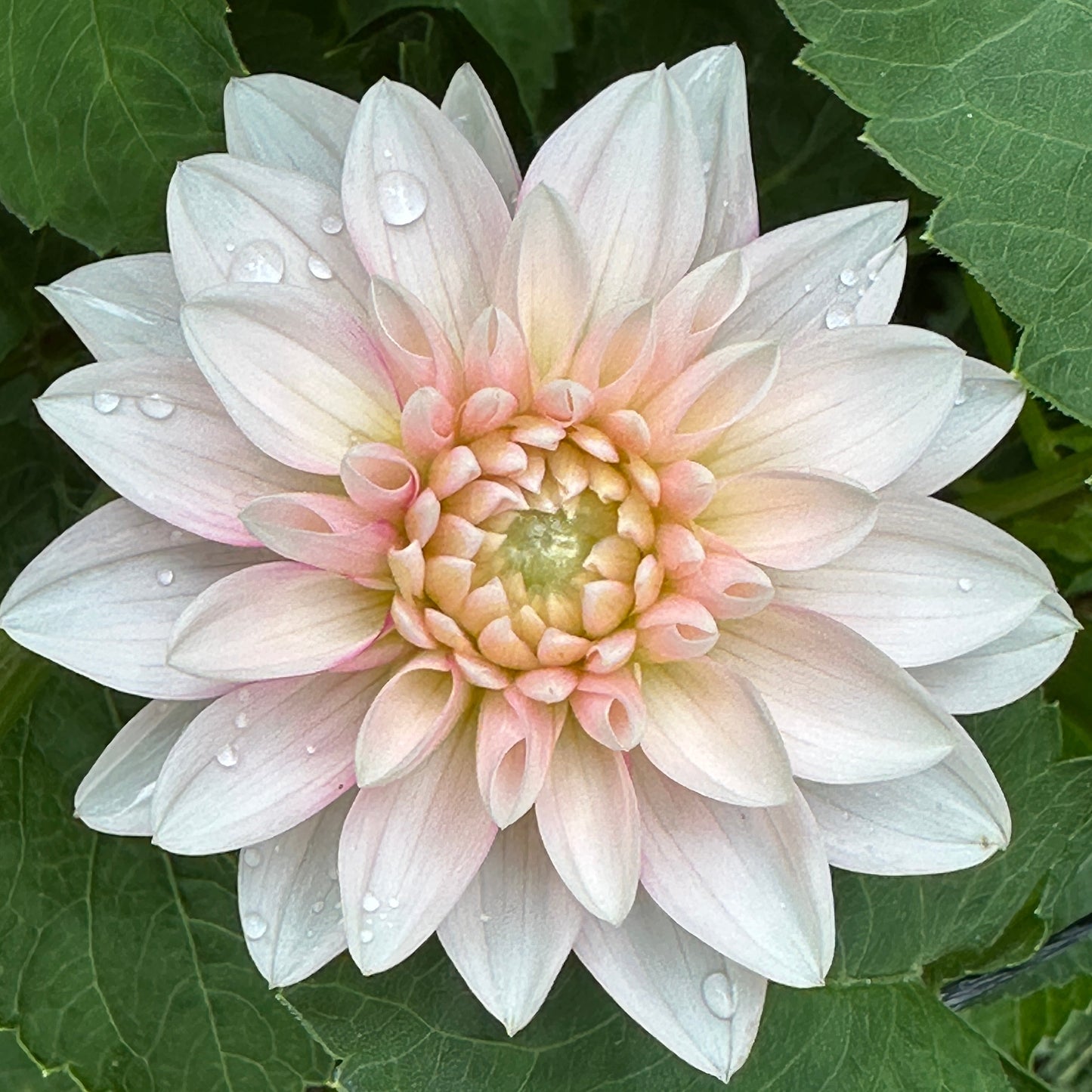 Hollyhill Masquerade Dahlia Tuber