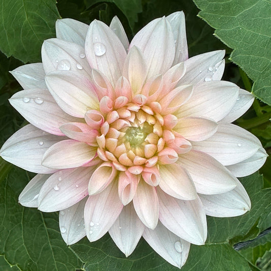 Hollyhill Masquerade Dahlia Tuber