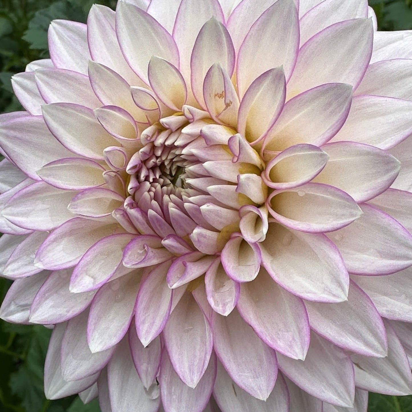 Clearview David Dahlia Tuber