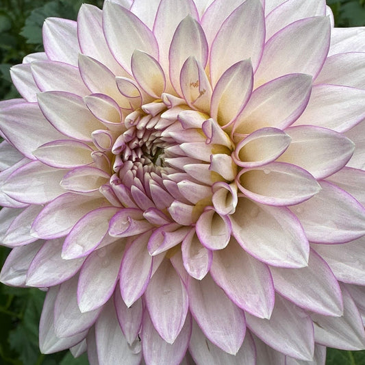 Clearview David Dahlia Tuber