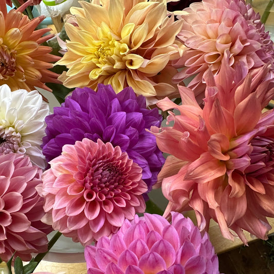 A Surprise Mystery Dahlia Tuber (Limit of 10 per household)