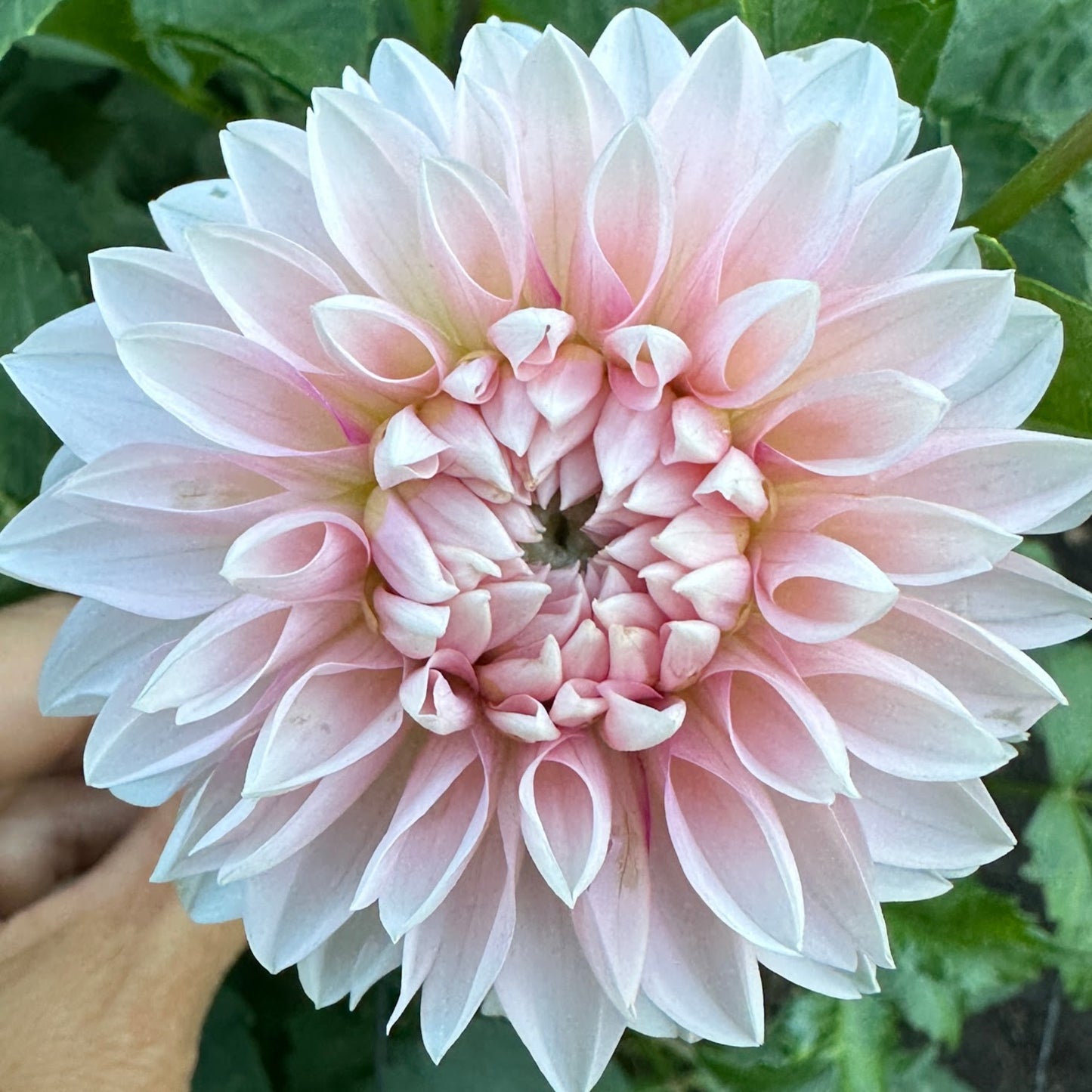 Budapest Blush Dahlia Tuber