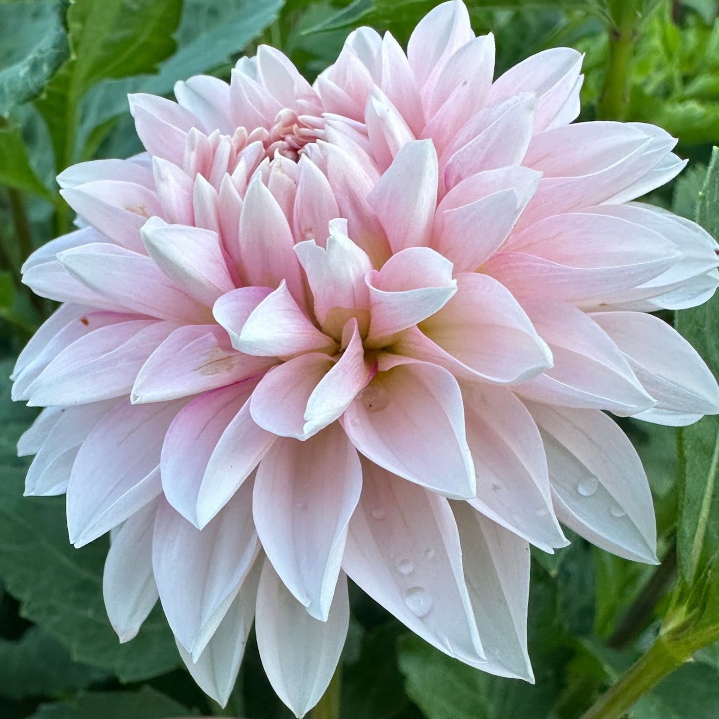 Budapest Blush Dahlia Tuber
