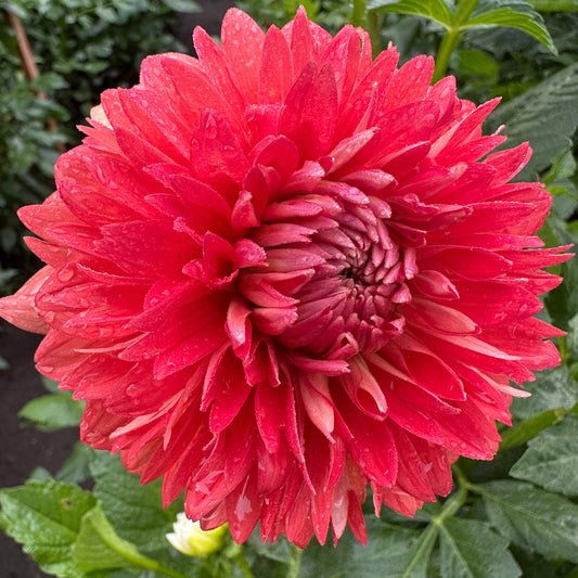 Orange Jewel Dahlia Tuber