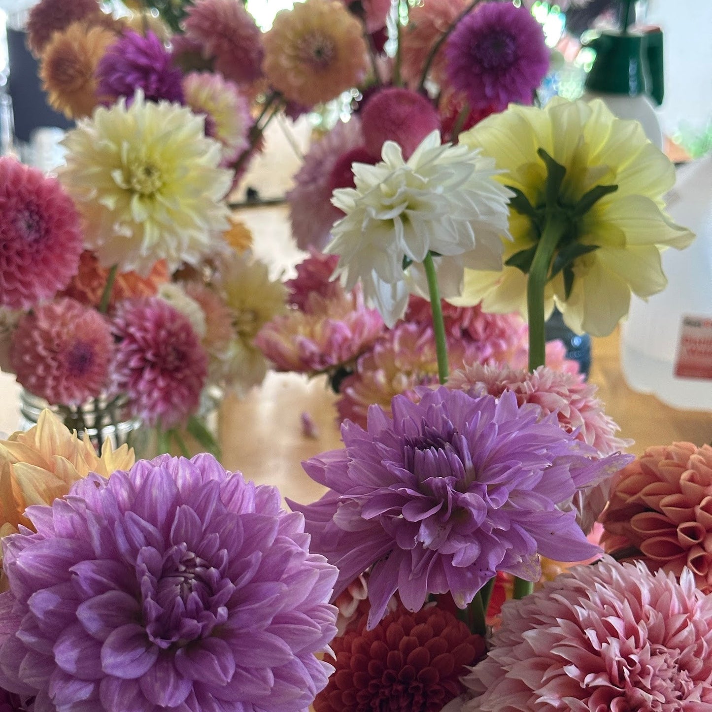 A Surprise Mystery Dahlia Tuber (Limit of 10 per household)