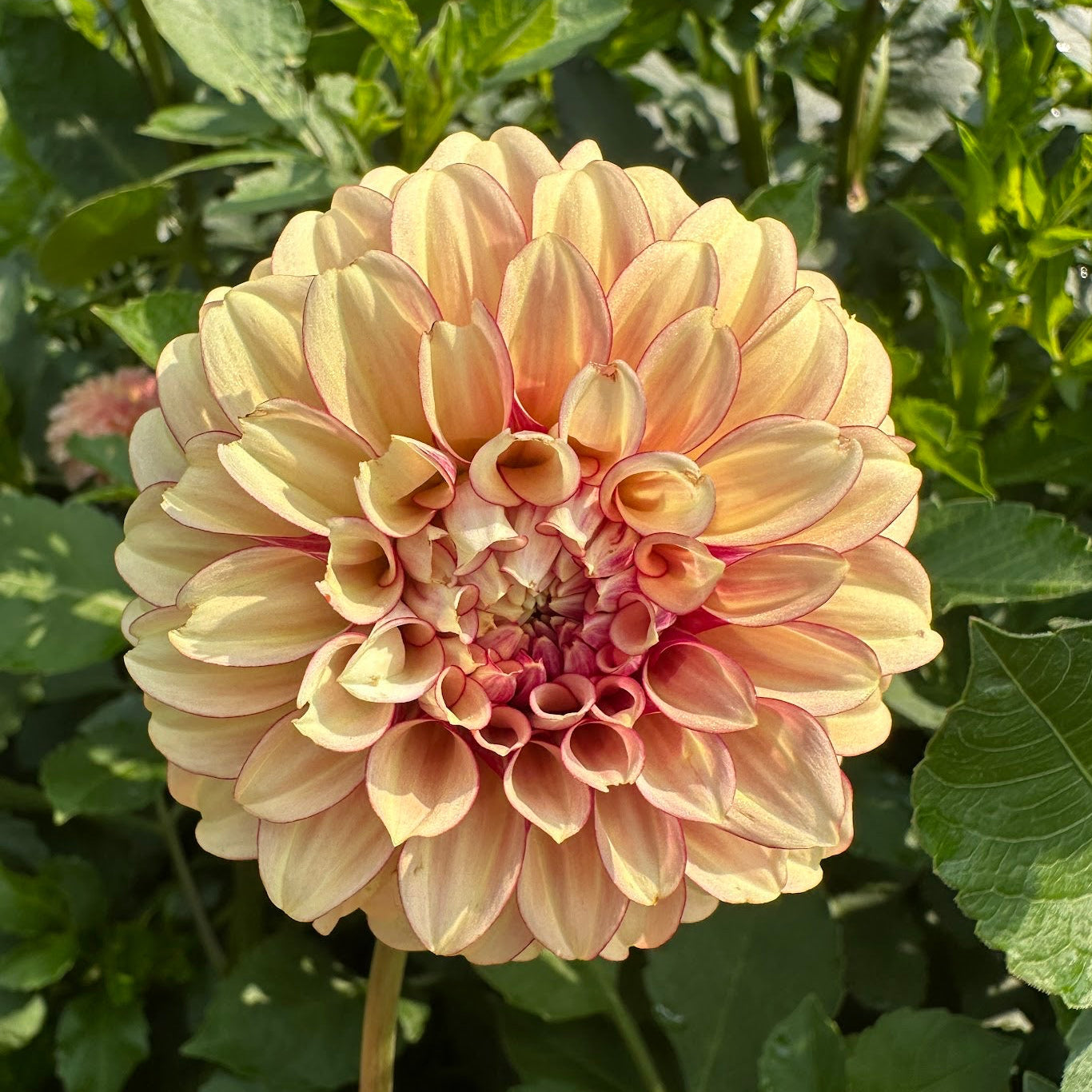 KA's® Creme Brûlée Dahlia Tuber