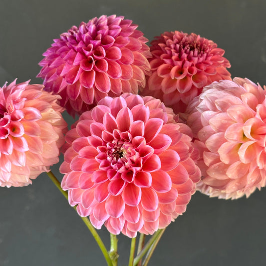 Levi's Blue Smoke Dahlia Tuber