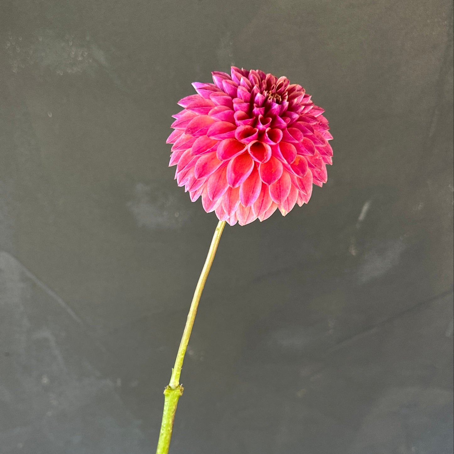 Levi's Blue Smoke Dahlia Tuber