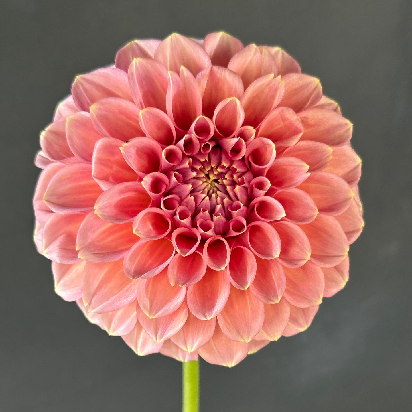 Peachy Parade Dahlia Tuber