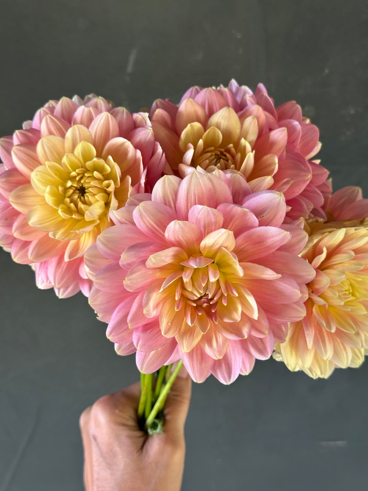 Hollyhill Serenity Dahlia Tuber