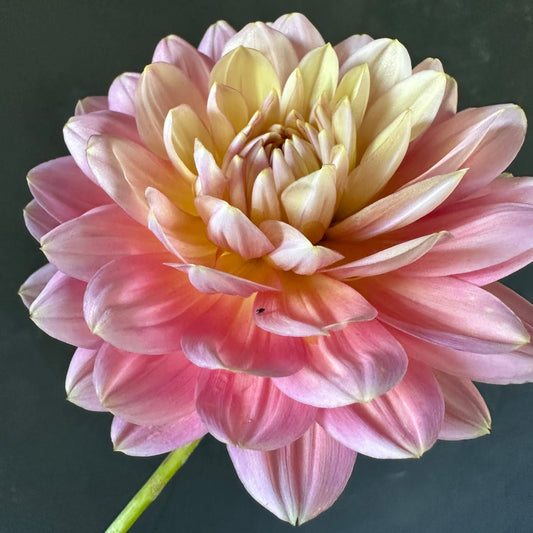 Hollyhill Serenity Dahlia Tuber