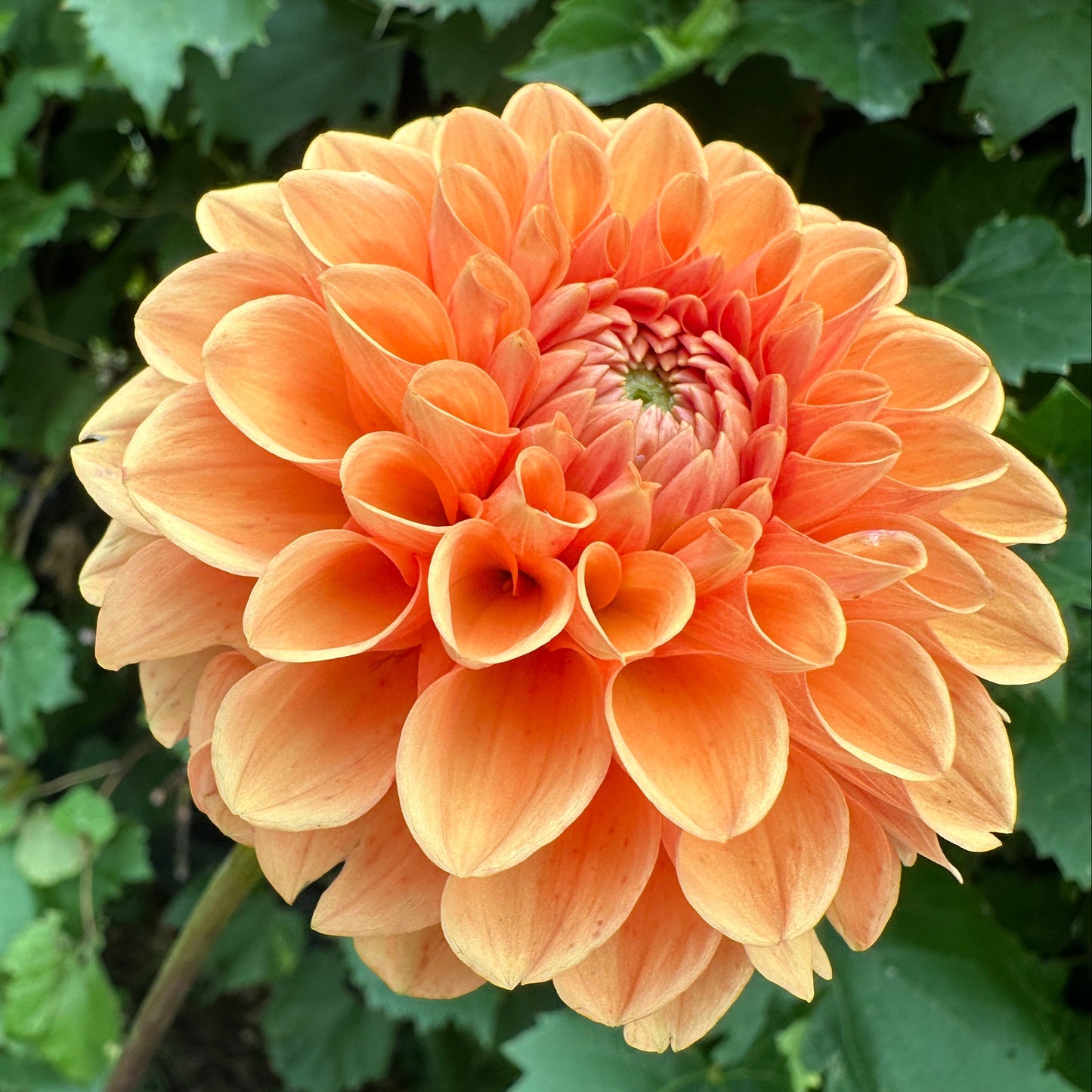 Maarn Dahlia Tuber