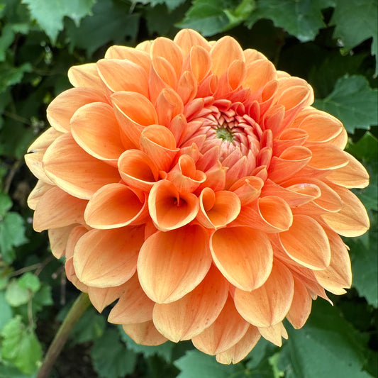 Maarn Dahlia Tuber
