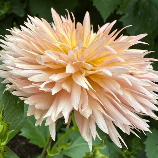 Lakeview Peachfuzz Dahlia Tuber