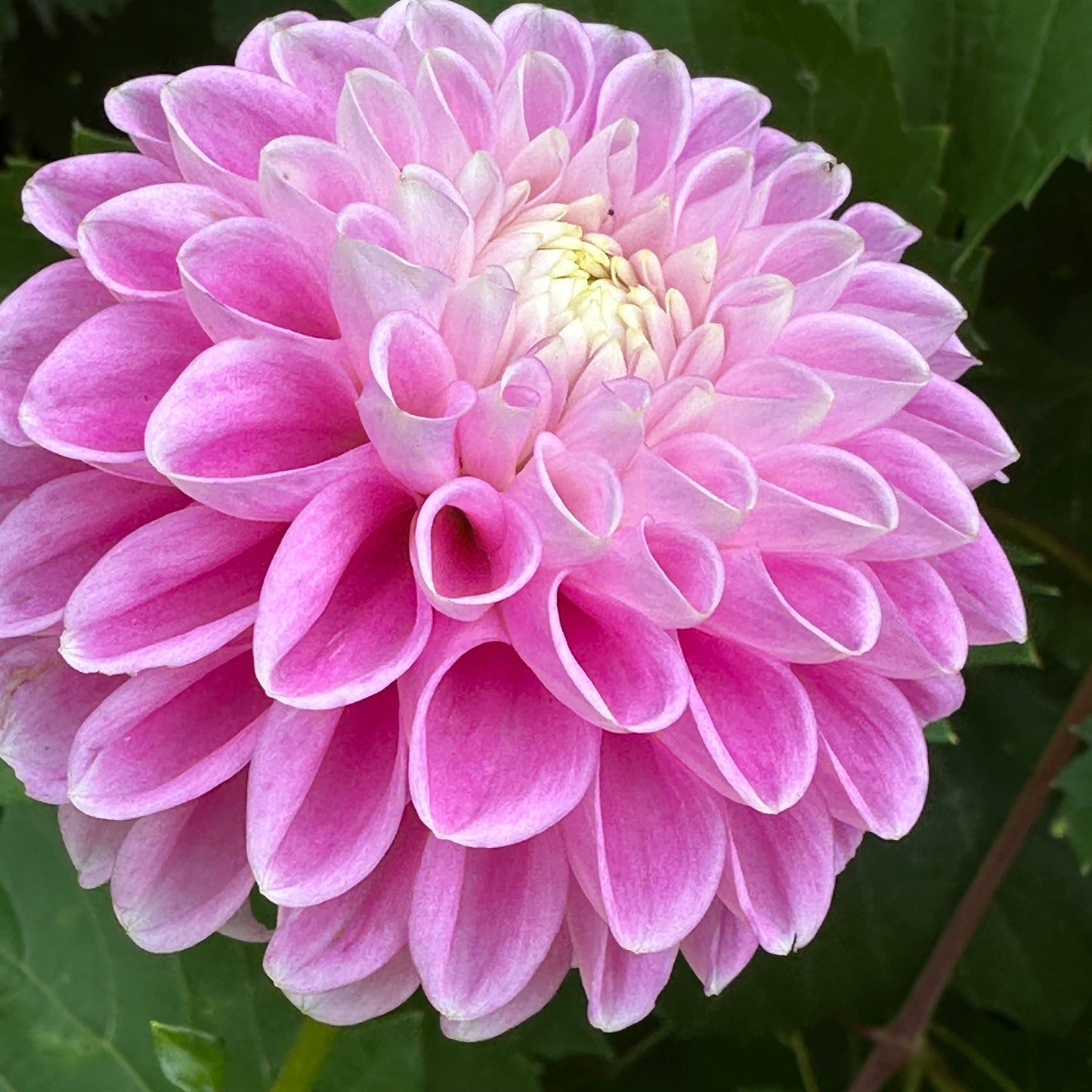 Narrow's Rider Dahlia Tuber