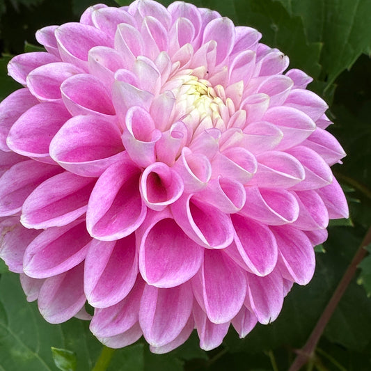 Narrow's Rider Dahlia Tuber