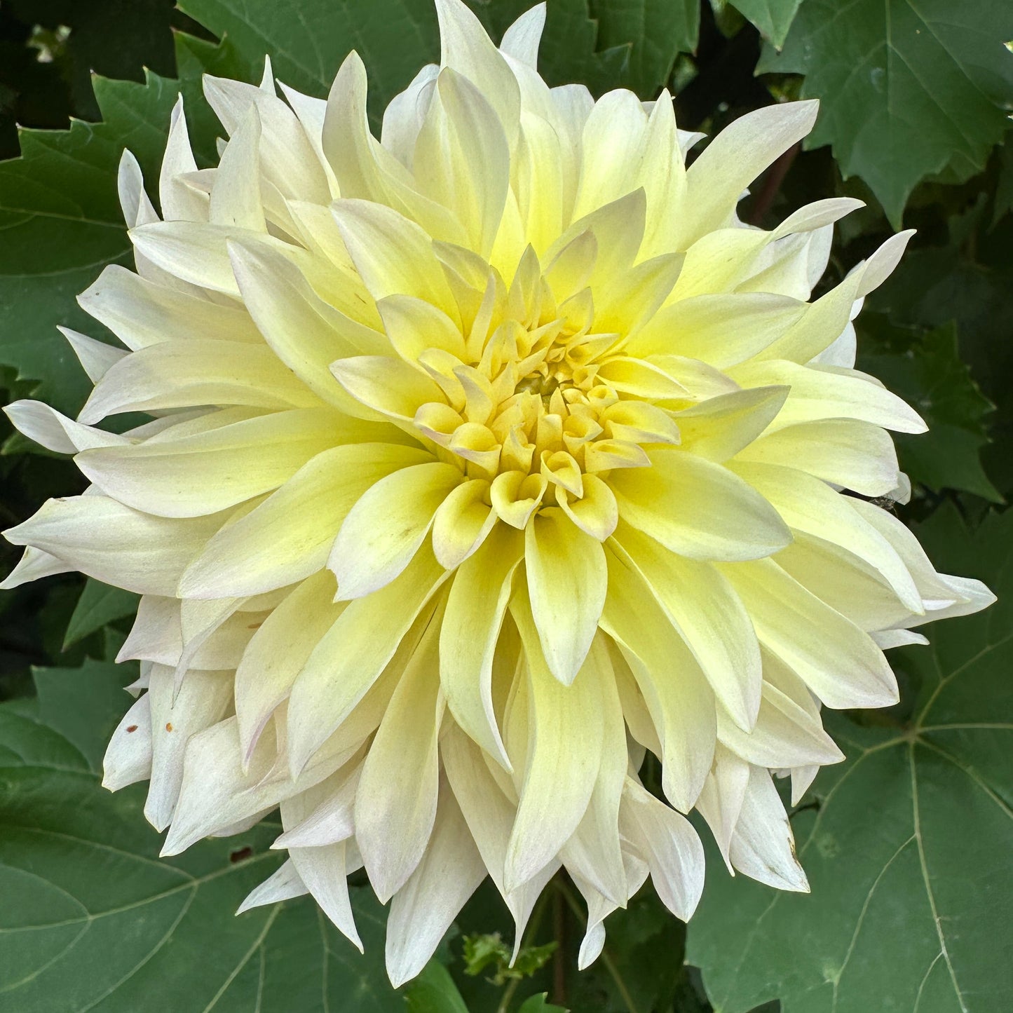 Lakeview Blush Dahlia Tuber