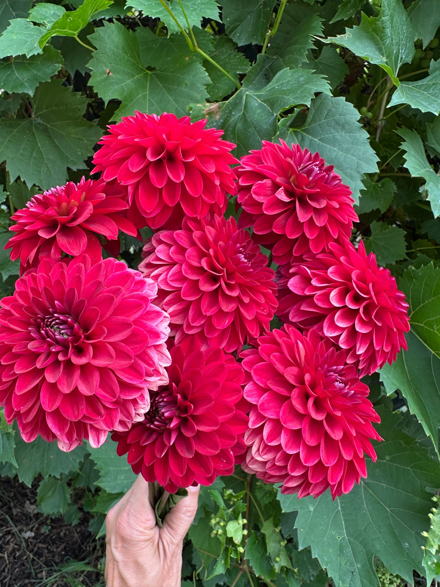 KA Cardinal Dahlia Tuber