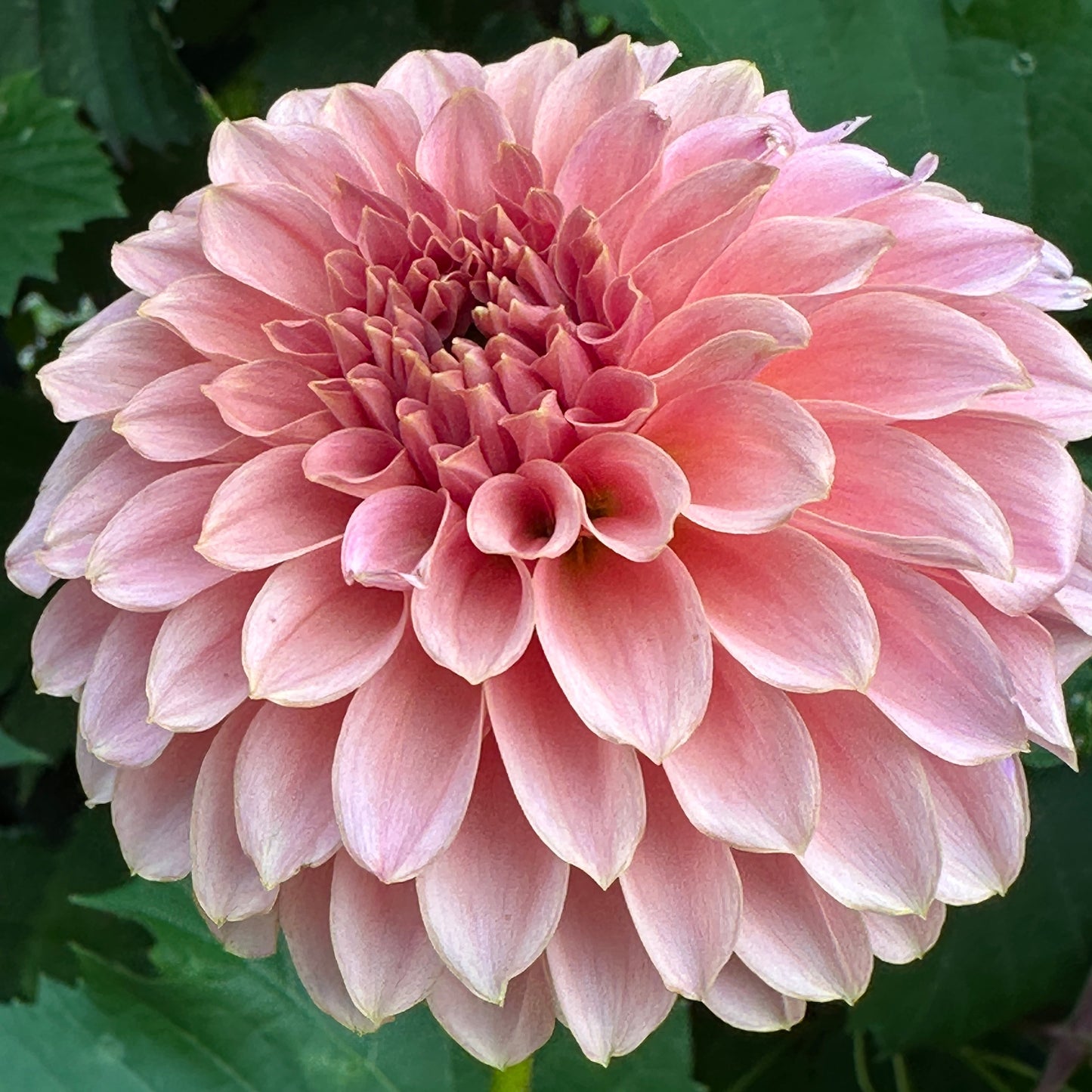 KA Coral Sea Dahlia Tuber