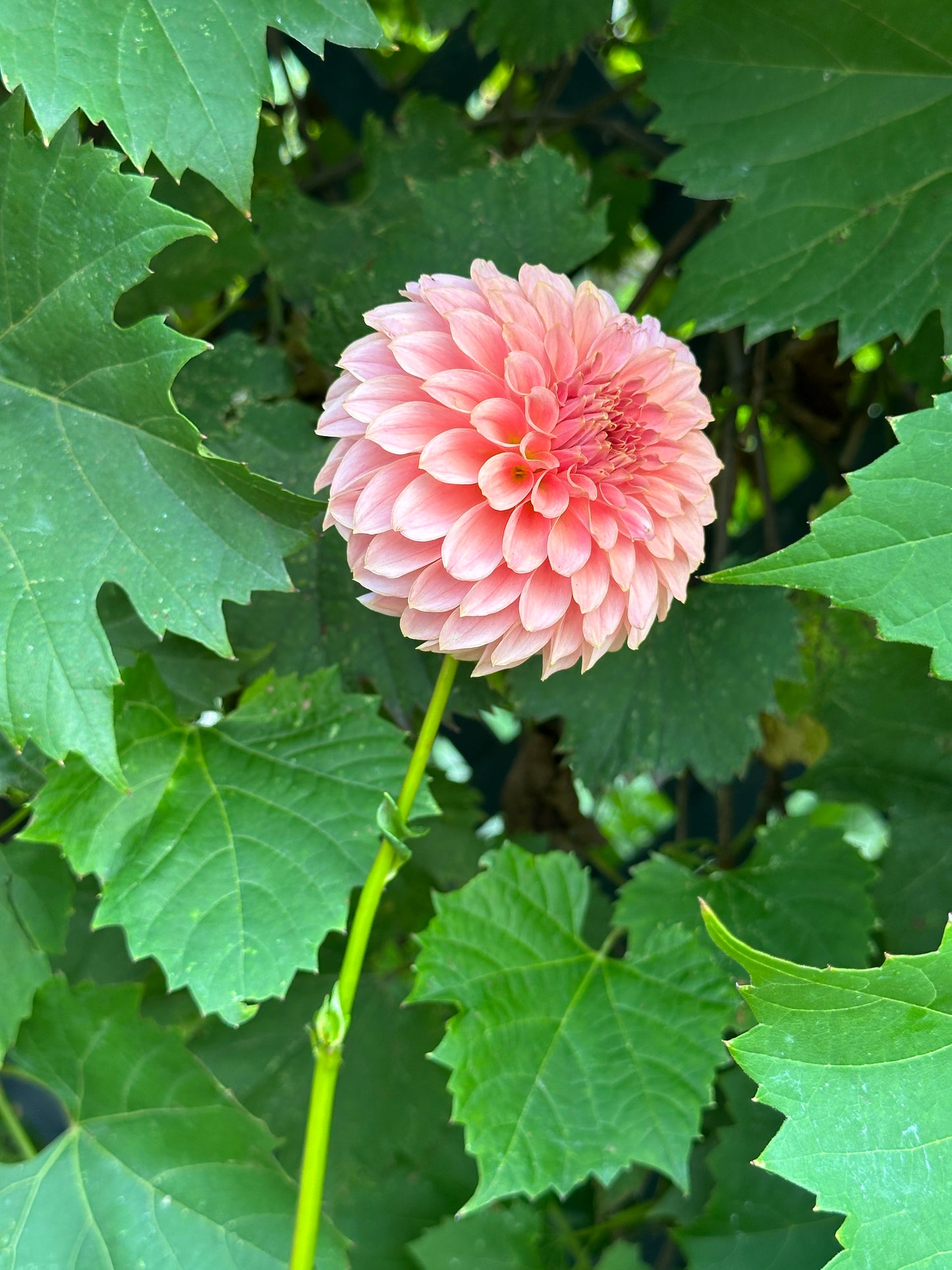 KA Coral Sea Dahlia Tuber
