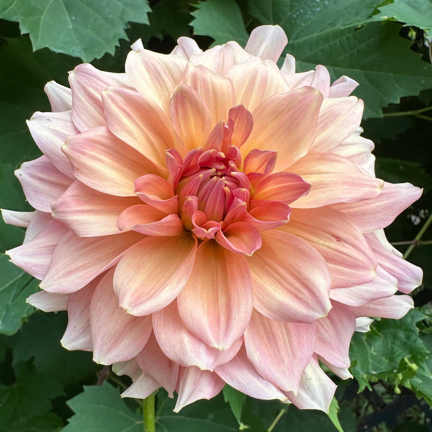 Normandy Bright Day Dahlia Tuber