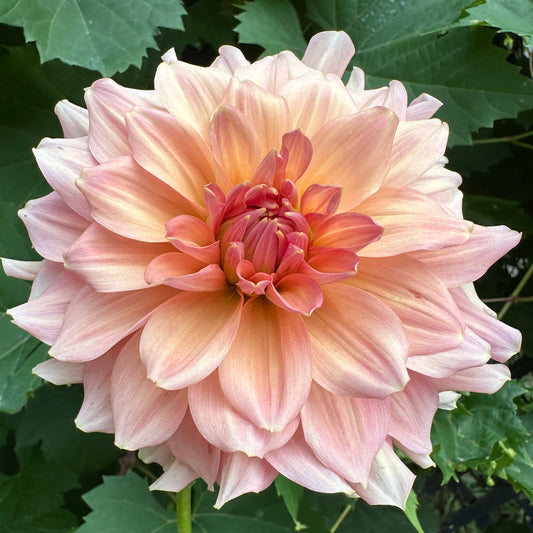 Normandy Bright Day Dahlia Tuber