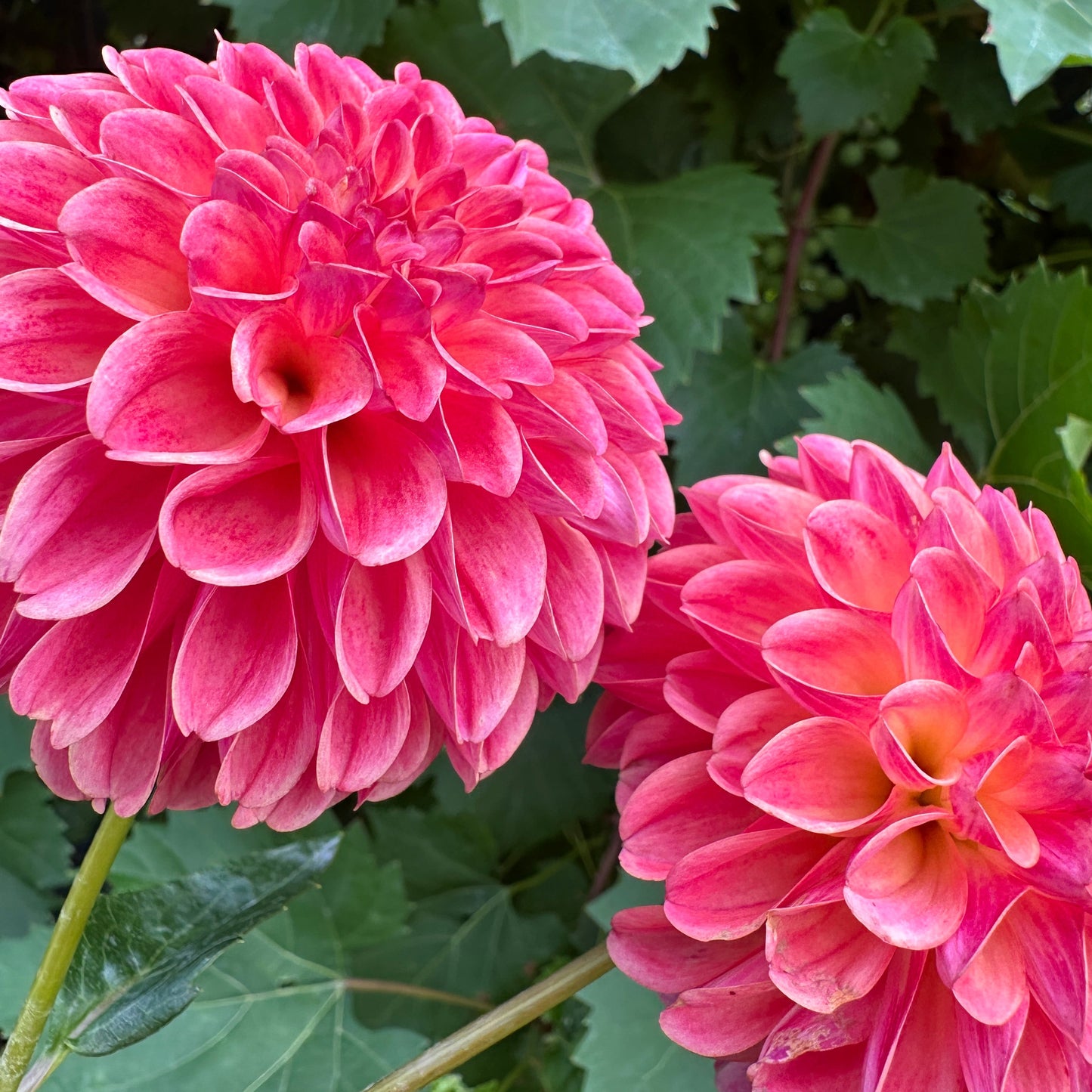 Margie Day Dahlia Tuber