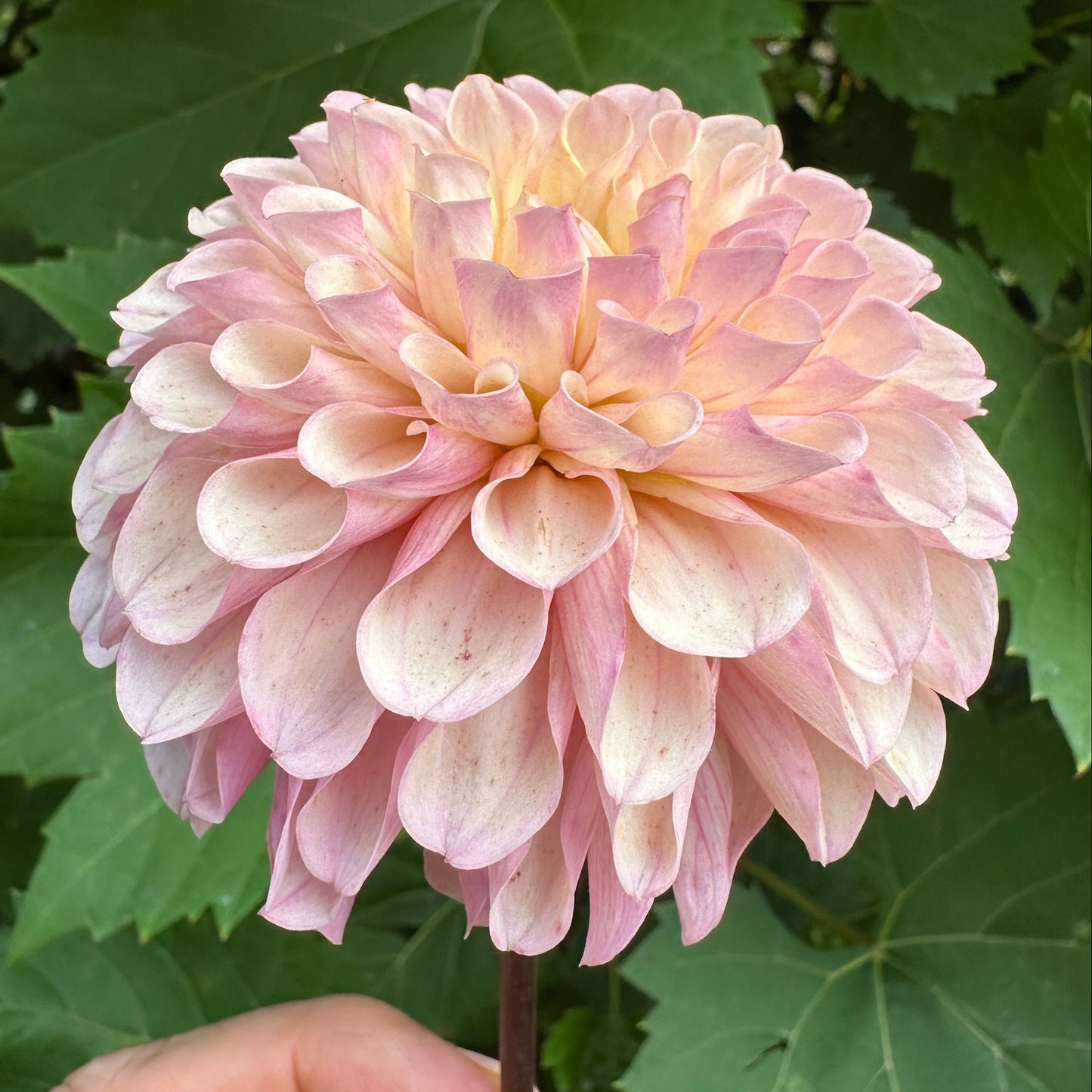 Levi's Revenant Dahlia Tuber