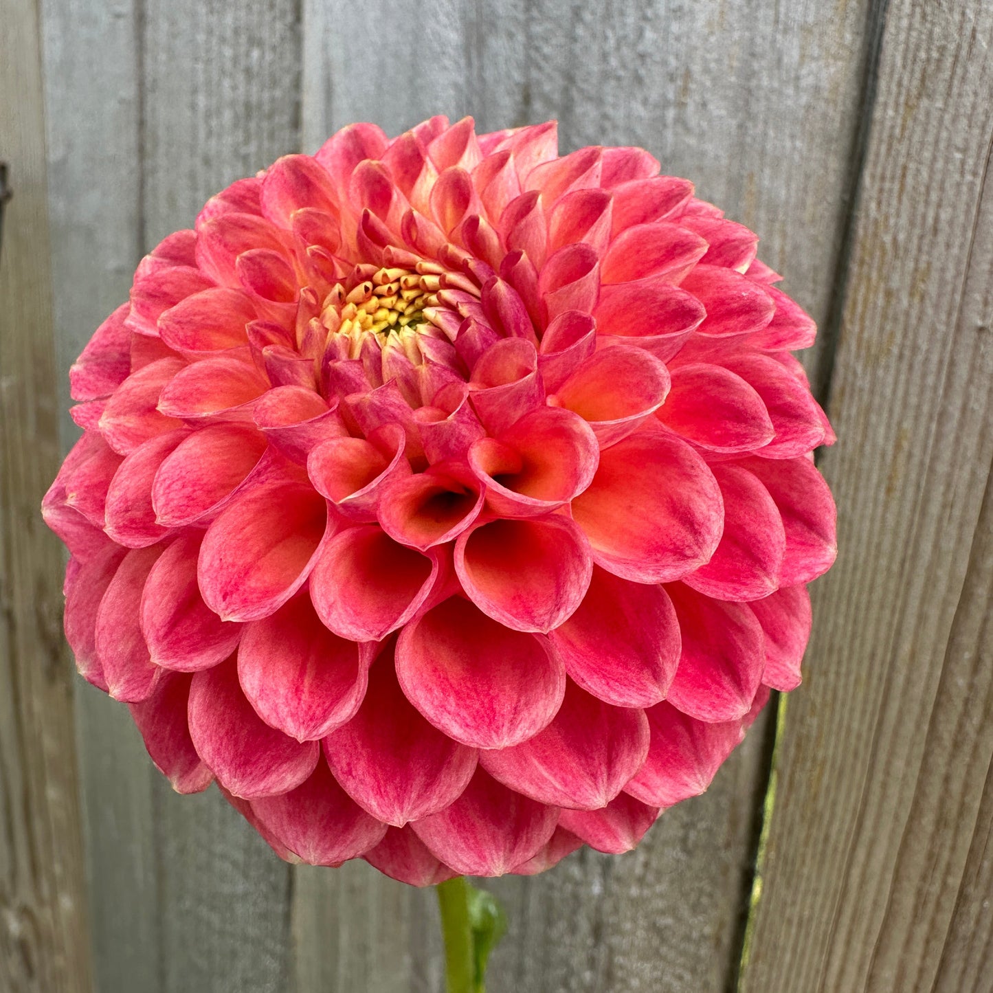 Snoho Doris Dahlia Tuber