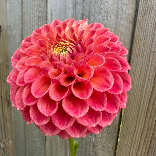 Snoho Doris Dahlia Tuber