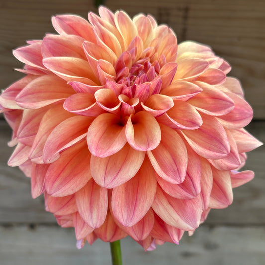 Ferncliff Copper Dahlia Tuber