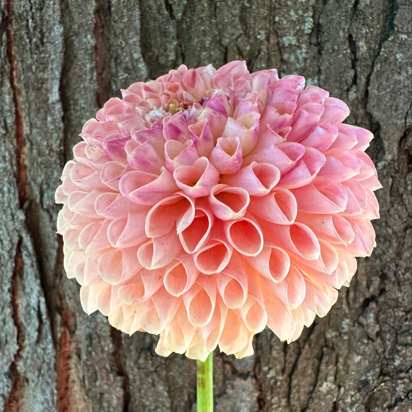 Jowey Paula Dahlia Tuber