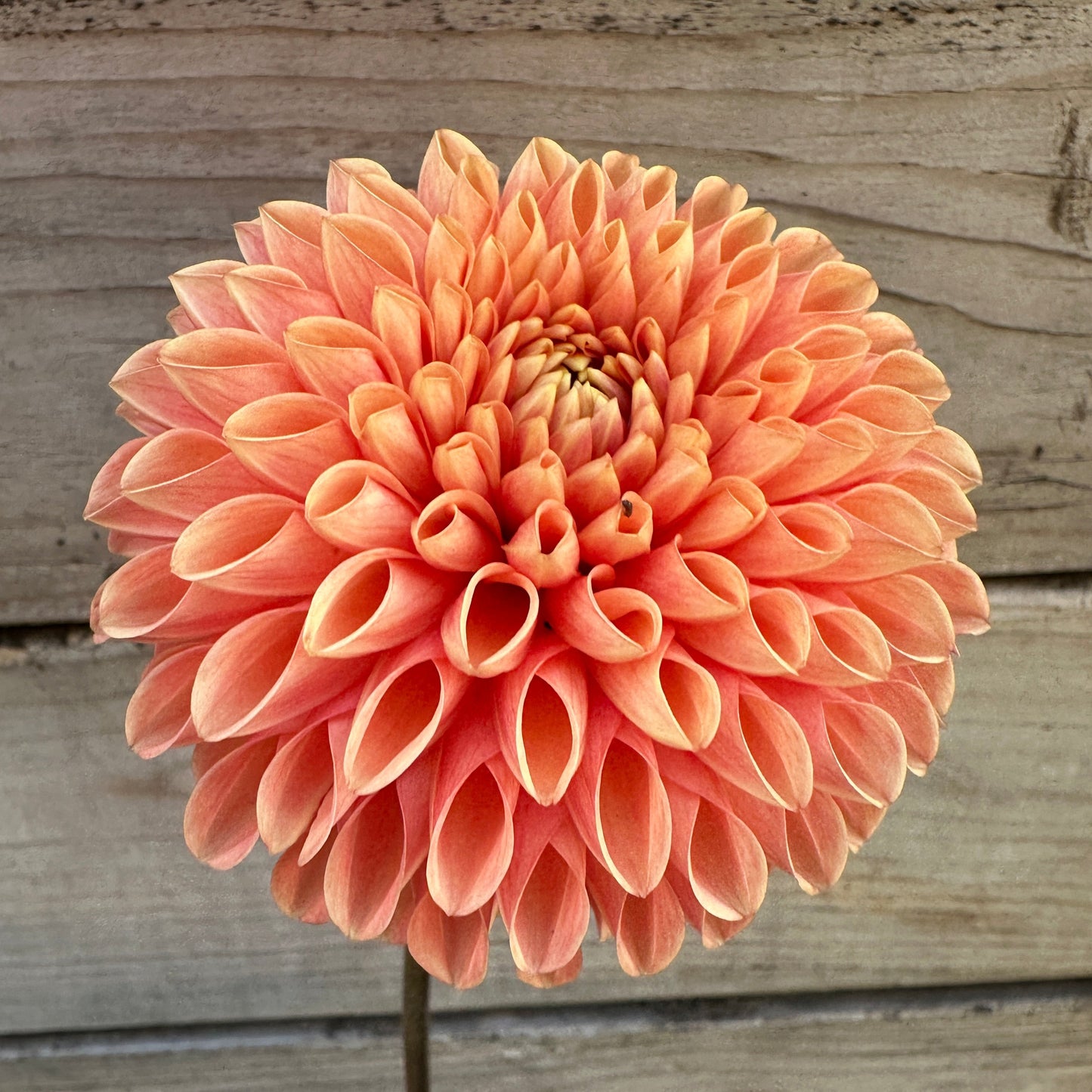 Jowey Linda Dahlia Tuber